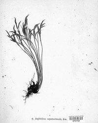 Asplenium septentrionale image